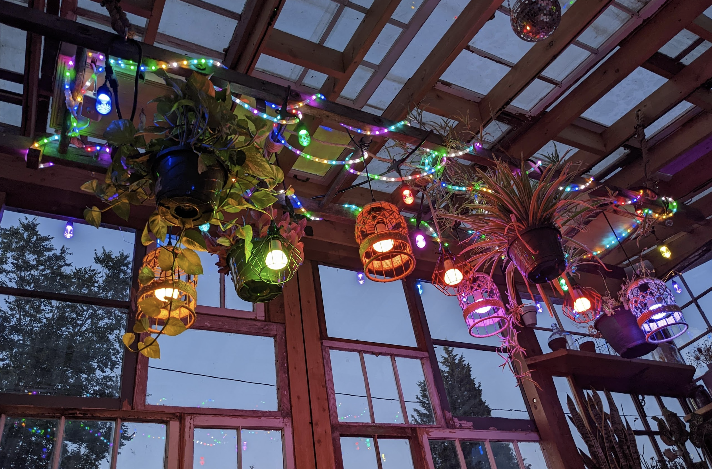 Indoor view of a greenhouse with hanging potted plants, colorful string lights, decorative lanterns, and a large spider plant, during dusk.